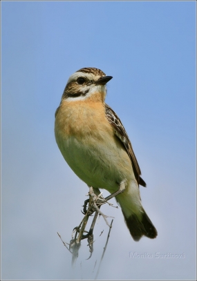 <p>BRAMBORNÍČEK HNĚDÝ (Saxicola rubetra) ----- /Whinchat – Braunkehlchen/</p>